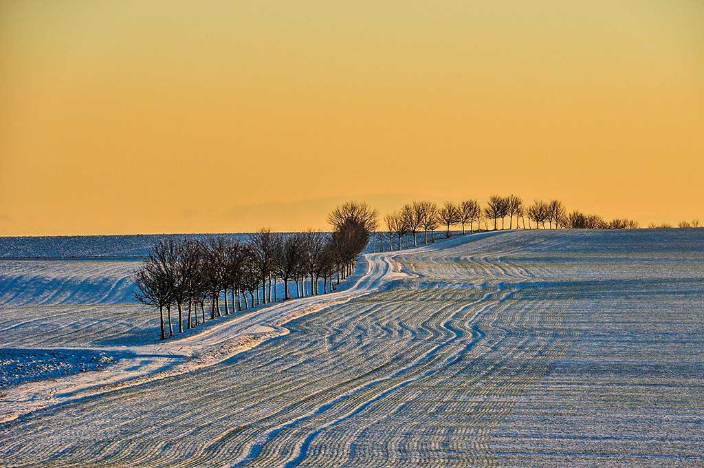 Vista panoramica invernale di una campagna con filare di alberi