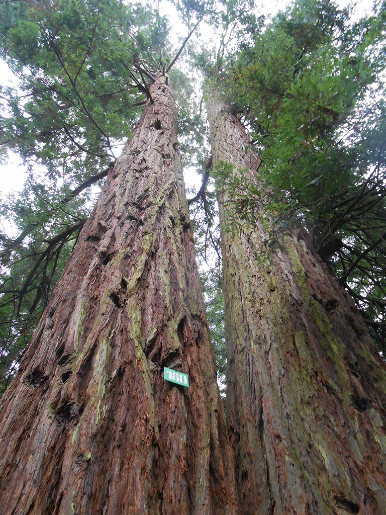 Sequoie Gemelle a Reggello (FI) © Regione Toscana