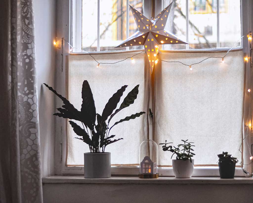 Piante d'appartamento sul davanzale della finestra con addobbi natalizi