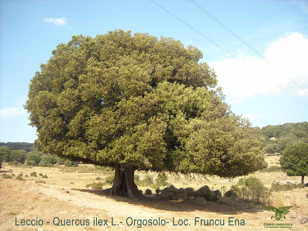 Leccio - Quercios ilex L.- Orgosolo Loc. Fruncu Ena - courtesy Corpo Forestale