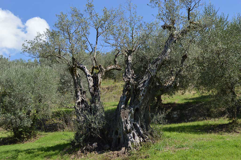 Olivone di Bucine (AR) © Regione Toscana