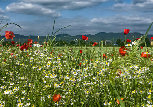 FOTO DI CAPPELLO bernd dittrich rjPzHvBO8Xk unsplash cover